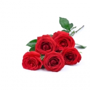 Mevr. Francine Finet